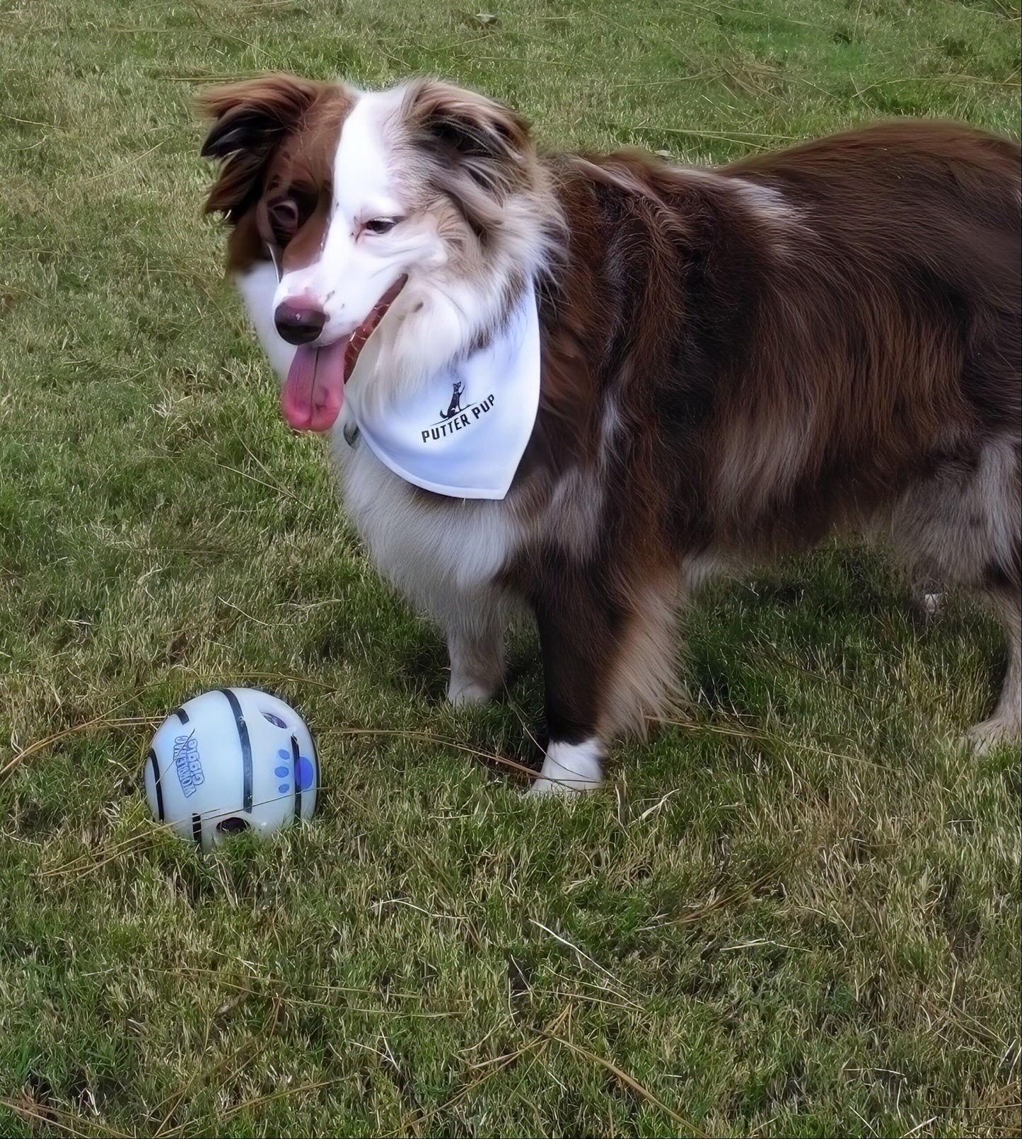 Putter Pup Bandana Collar