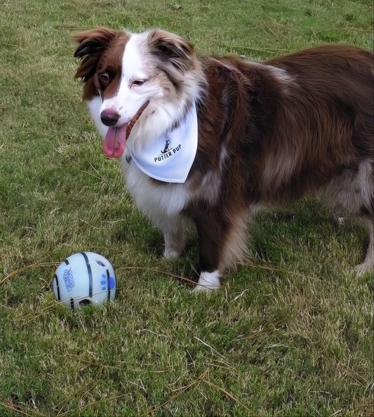 Putter Pup Bandana Collar